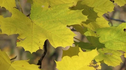 Maple leaf Stock Footage 82827936