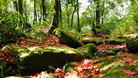 Maple leaf Stock Footage 87276720