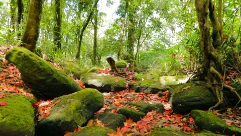 Maple leaf Stock Footage 87276728