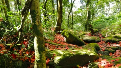 Maple leaf Stock Footage 87276733