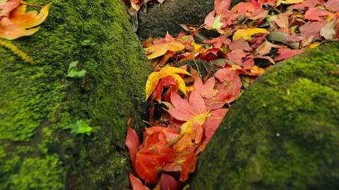 Maple leaf Stock Footage 87276769