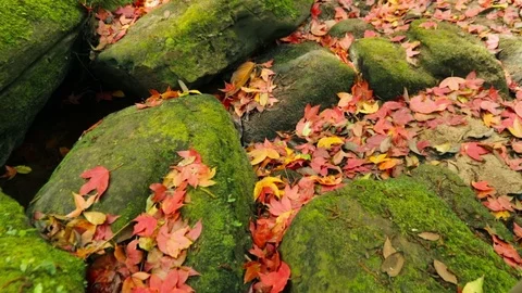 Maple leaf Stock Footage 87276772