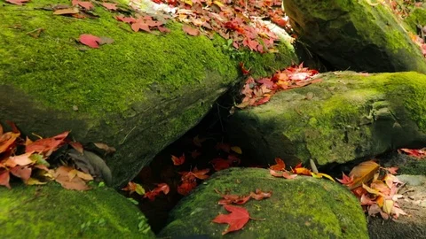 Maple leaf Stock Footage 87276790