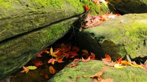 Maple leaf Stock Footage 87276818