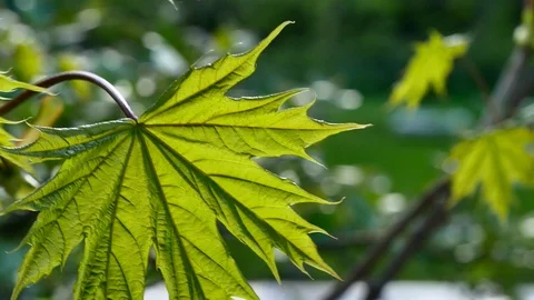 Maple Leaf. Stock Footage 109384231