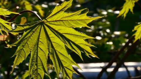 Maple Leaf. Stock Footage 109384421