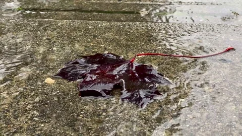 Maple Leaf Stock Footage 139792930