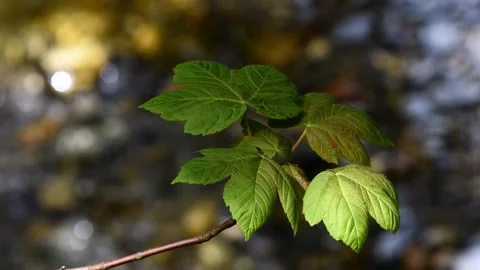 Maple Leaf 動画素材 155086958