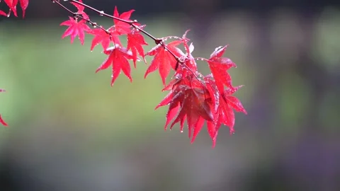 Maple Leaf Stock Footage 181139563