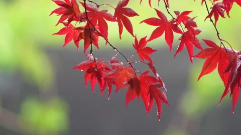 Maple Leaf Stock Footage 181143575