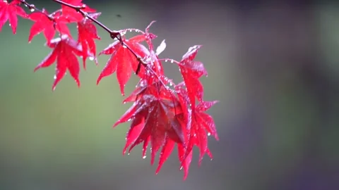 Maple Leaf Stock Footage 181143576