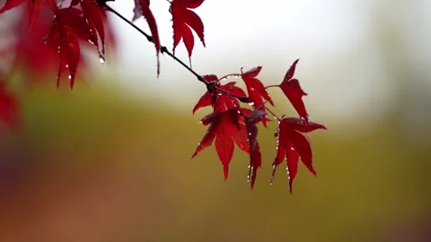 Maple Leaf Stock Footage 181143768