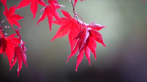 Maple Leaf Stock Footage 181145702