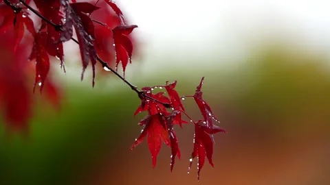 Maple Leaf Stock Footage 181145703