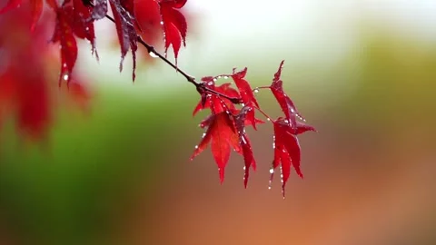 Maple Leaf Stock Footage 181160491