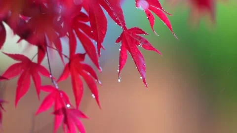 Maple Leaf Stock Footage 181160498