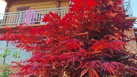 Maple leaf Video stock 274335213