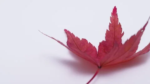 Maple leaf Stock Footage 280440715