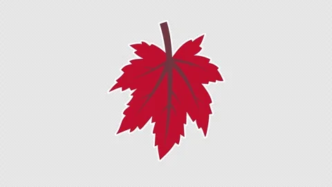 Maple leaf Vidéo 336518082