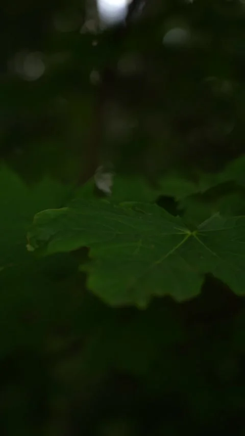 Maple leaf Stock Footage 339977896