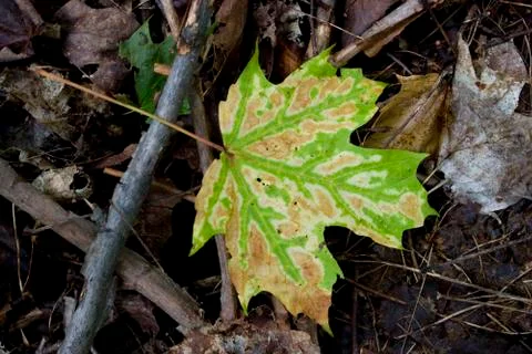 Maple leaf on forest floor Fotos de archivo