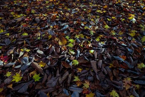 Maple leaf on forest ground Stock Photos