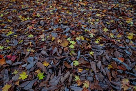 Maple leaf on forest ground Stock Photos