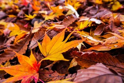 Maple Leaf on forest ground Stock Photos