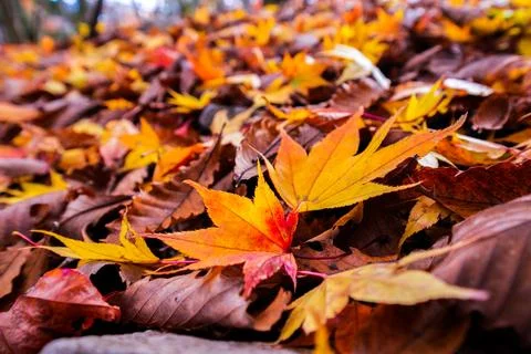Maple Leaf on forest ground Stock Photos