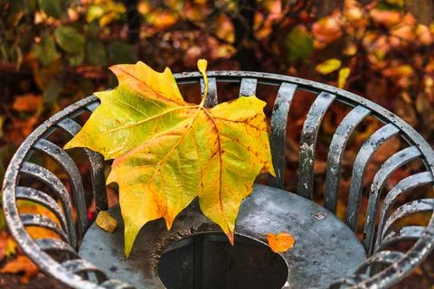 Maple leaf on garbage can Foto stock