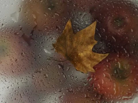 Maple leaf on glass with rain, creative idea of ??apple background in rain, f Stock Photos