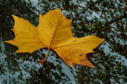 Maple leaf on glass with raindrops. Stock Photos