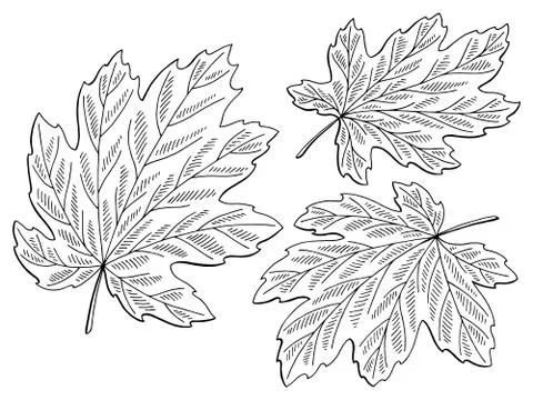 Maple leaf graphic black white isolated sketch illustration vector Stock Illustration