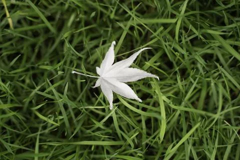 Maple leaf on grass, color of the year 2026 cloud white dancer Stock Photos