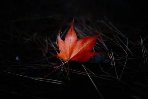 Maple leaf on the grass in a dark background. Stock Photos