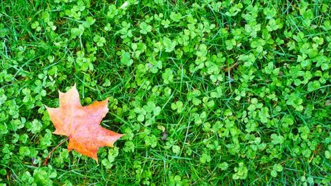 Maple leaf on the grass Stock Photos