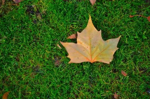 Maple leaf on grass Stock Photos