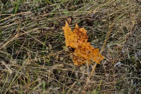 Maple leaf in the grass Stock Photos