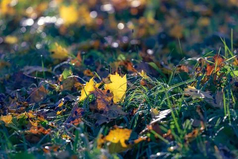 Maple leaf on the grass in sunlight Stock Photos