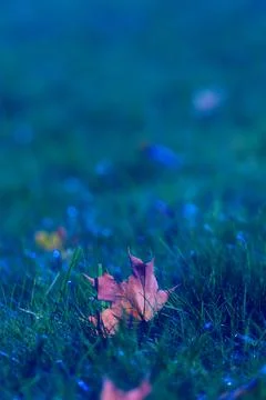 Maple leaf on the grass in sunlight Foto stock
