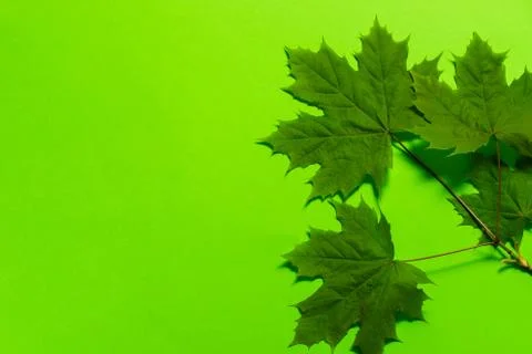 Maple leaf on a green background. place for text. mock up Фото