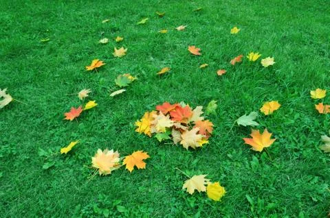 Maple leaf on green grass. Autumn Stock Photos