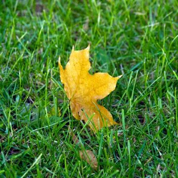 A maple leaf on green grass in early morning Stock Photos