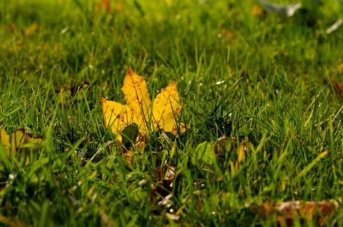 Maple Leaf in Green Grass Stock Photos