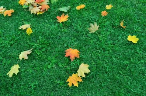 Maple leaf on green grass Stock Photos