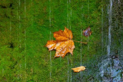 Maple leaf on green moss Stock Photos