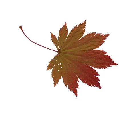 Maple leaf green red herbarium 스톡 일러스트
