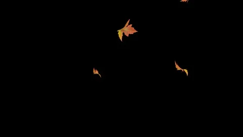 Maple Leaf from the ground Stock Footage 130169890