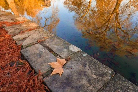 Maple leaf on ground Stock Photos