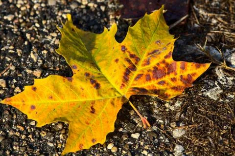 A maple leaf on the ground Stock Photos